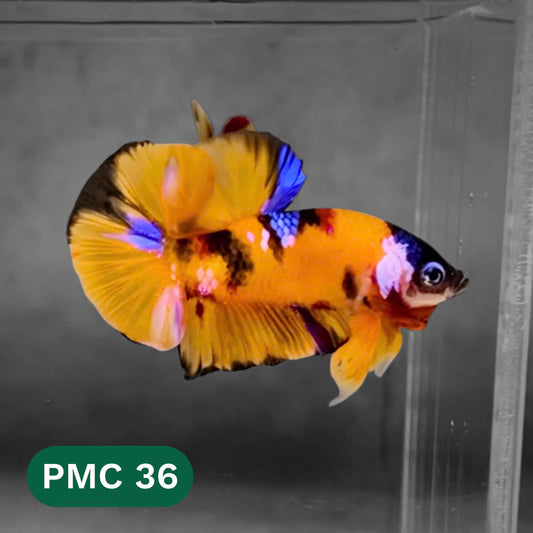 Multicolor Plakat Male Betta Fish |Show Grade|  You Pick Fish