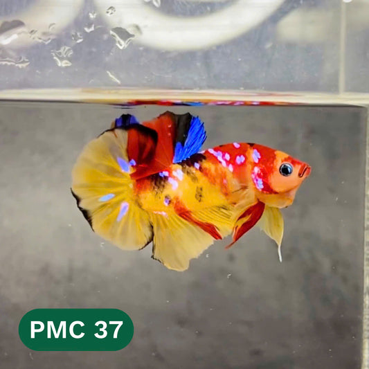 Multicolor Plakat Male Betta Fish |Show Grade|  You Pick Fish