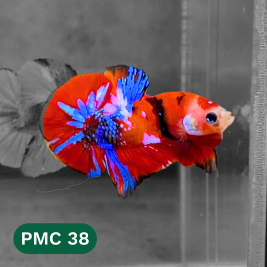 Multicolor Plakat Male Betta Fish |Show Grade|  You Pick Fish