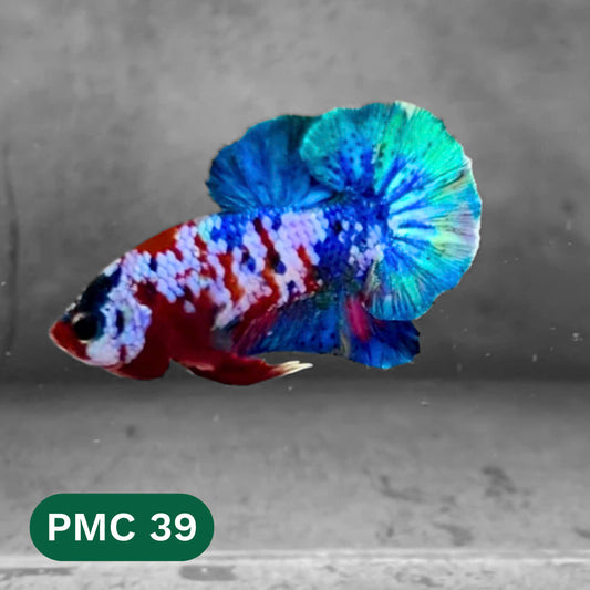 Multicolor Plakat Male Betta Fish |Show Grade|  You Pick Fish