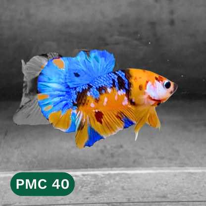 Multicolor Plakat Male Betta Fish |Show Grade|  You Pick Fish