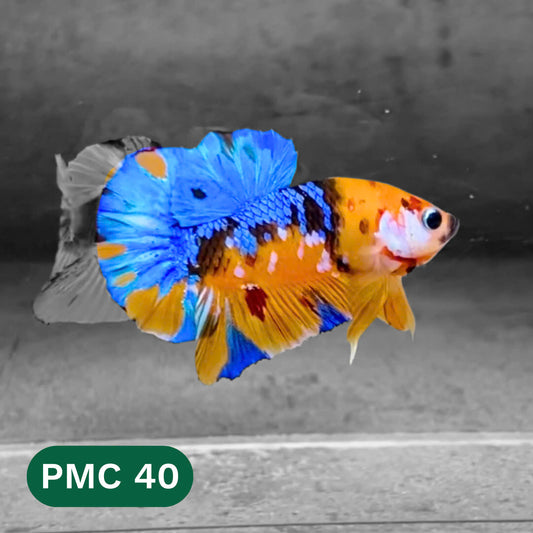 Multicolor Plakat Male Betta Fish |Show Grade|  You Pick Fish