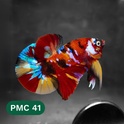Multicolor Plakat Male Betta Fish |Show Grade|  You Pick Fish