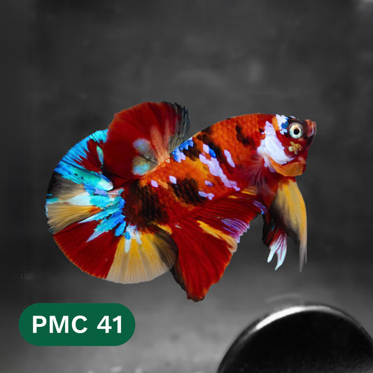 Multicolor Plakat Male Betta Fish |Show Grade|  You Pick Fish