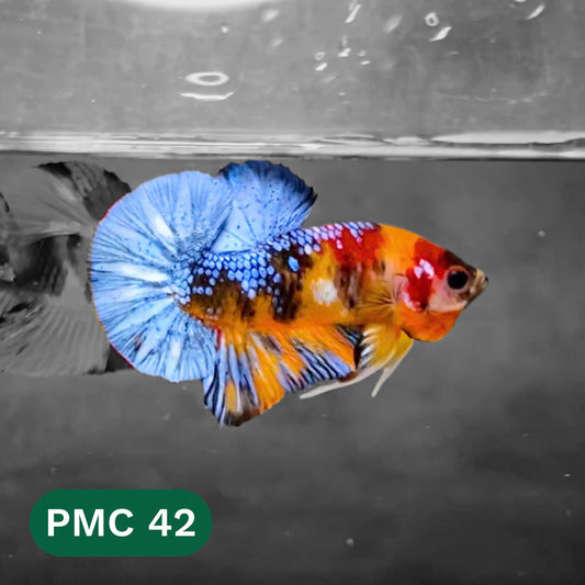 Multicolor Plakat Male Betta Fish |Show Grade|  You Pick Fish