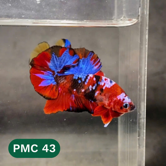 Multicolor Plakat Male Betta Fish |Show Grade|  You Pick Fish