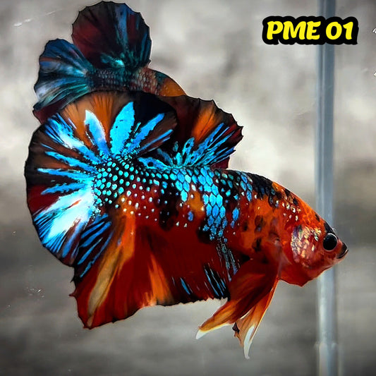 Metallic Plakat Betta Fish | You Pick Betta | Show Grade