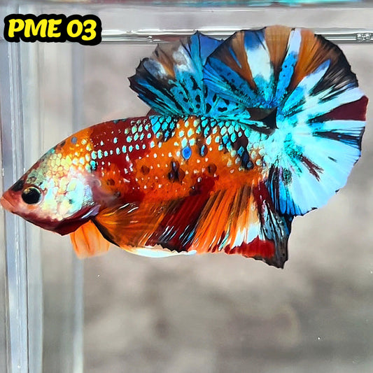 Metallic Plakat Betta Fish | You Pick Betta | Show Grade