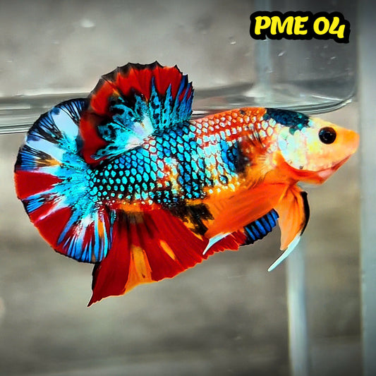 Metallic Plakat Betta Fish | You Pick Betta | Show Grade
