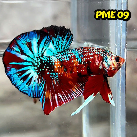 Metallic Plakat Betta Fish | You Pick Betta | Show Grade