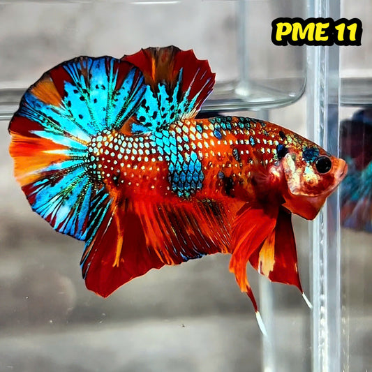Metallic Plakat Betta Fish | You Pick Betta | Show Grade