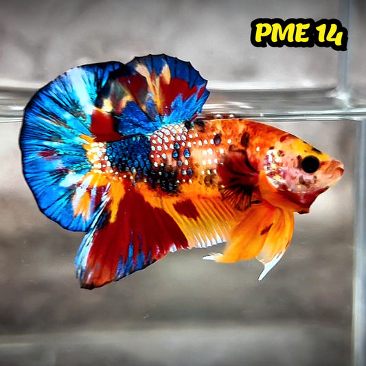 Metallic Plakat Betta Fish | You Pick Betta | Show Grade
