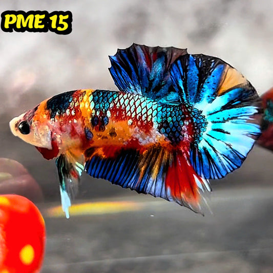 Metallic Plakat Betta Fish | You Pick Betta | Show Grade