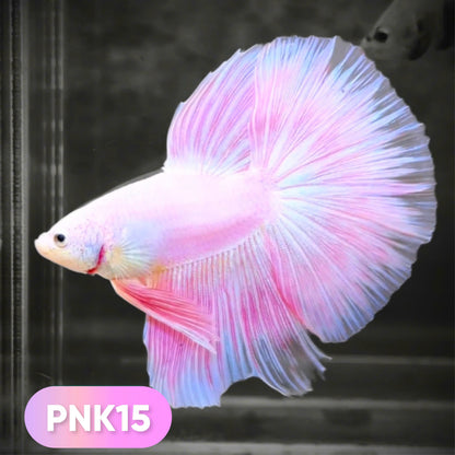 Pink Halfmoon Male Betta Fish