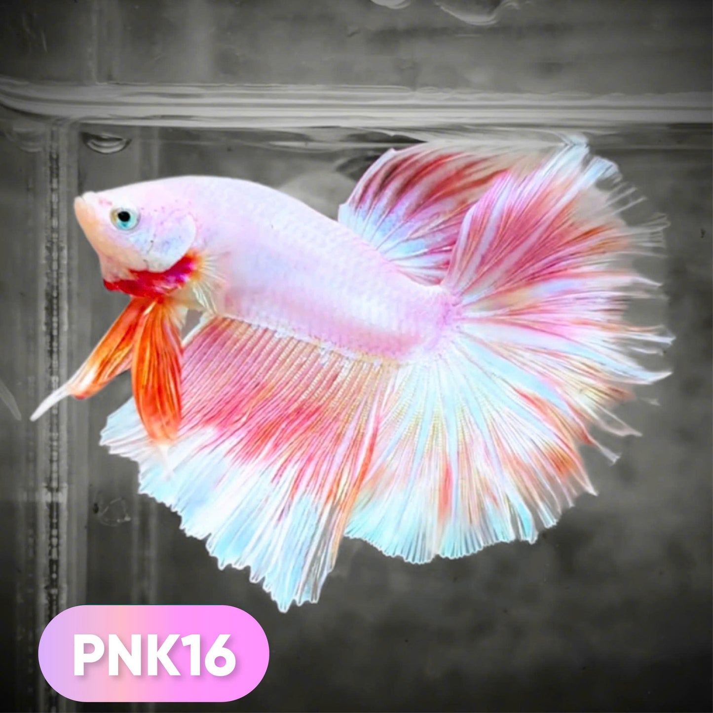Pink Halfmoon Male Betta Fish