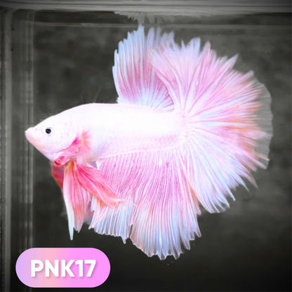 Pink Halfmoon Male Betta Fish