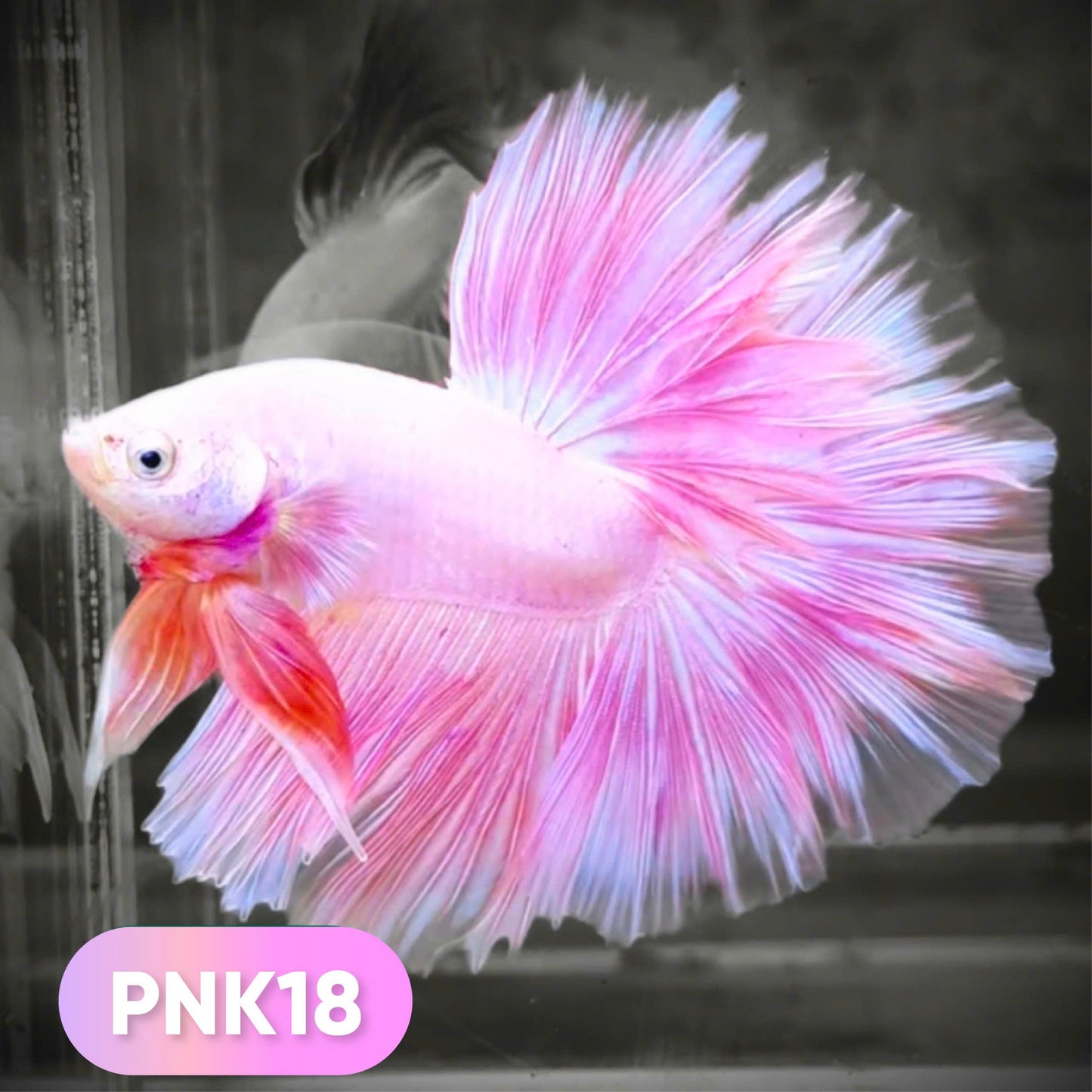 Pink Halfmoon Male Betta Fish