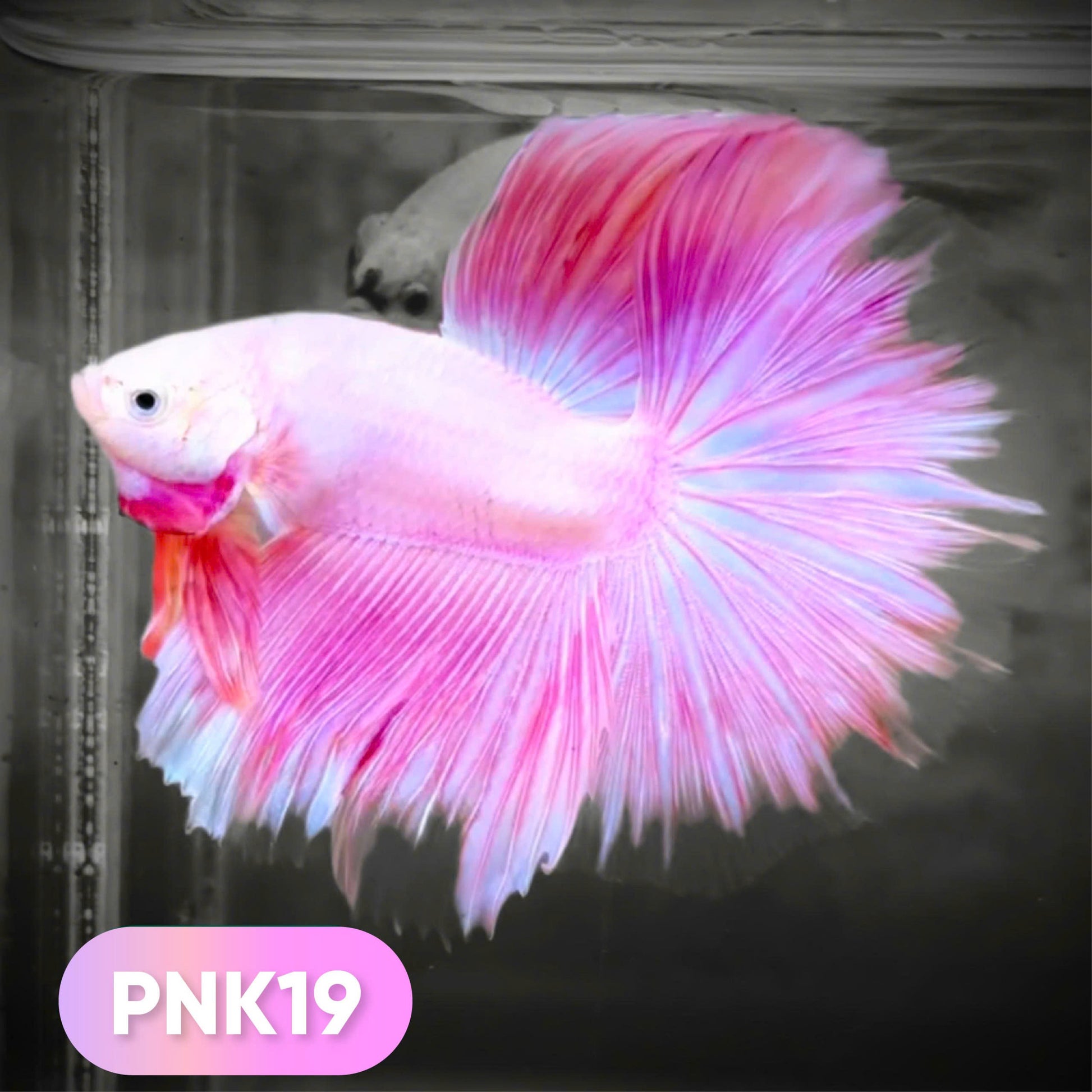 Pink Halfmoon Male Betta Fish