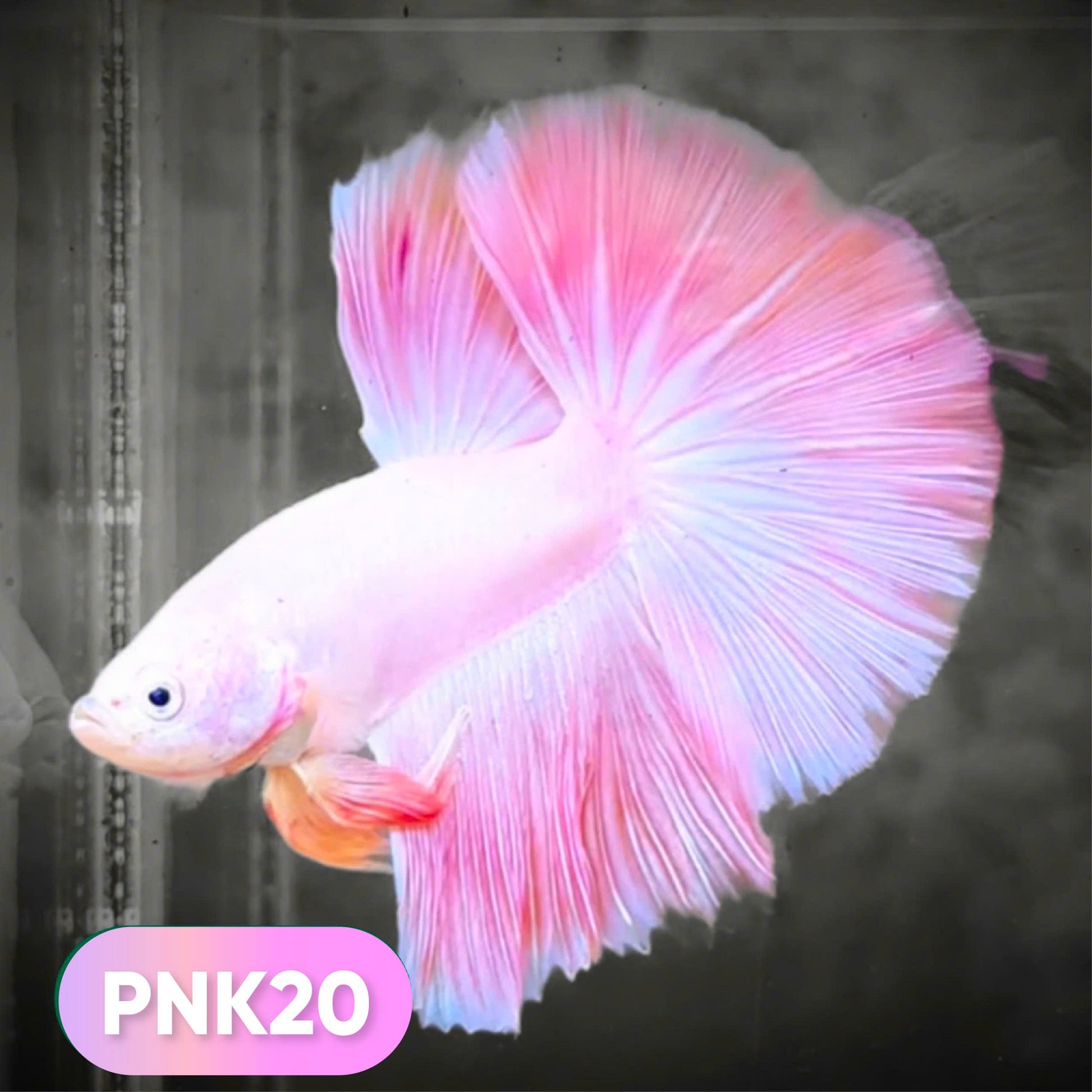 Pink Halfmoon Male Betta Fish