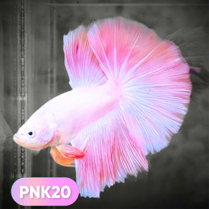 Pink Halfmoon Male Betta Fish