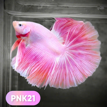 Pink Halfmoon Male Betta Fish