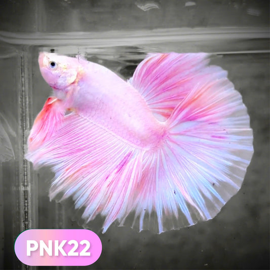 Pink Halfmoon Male Betta Fish