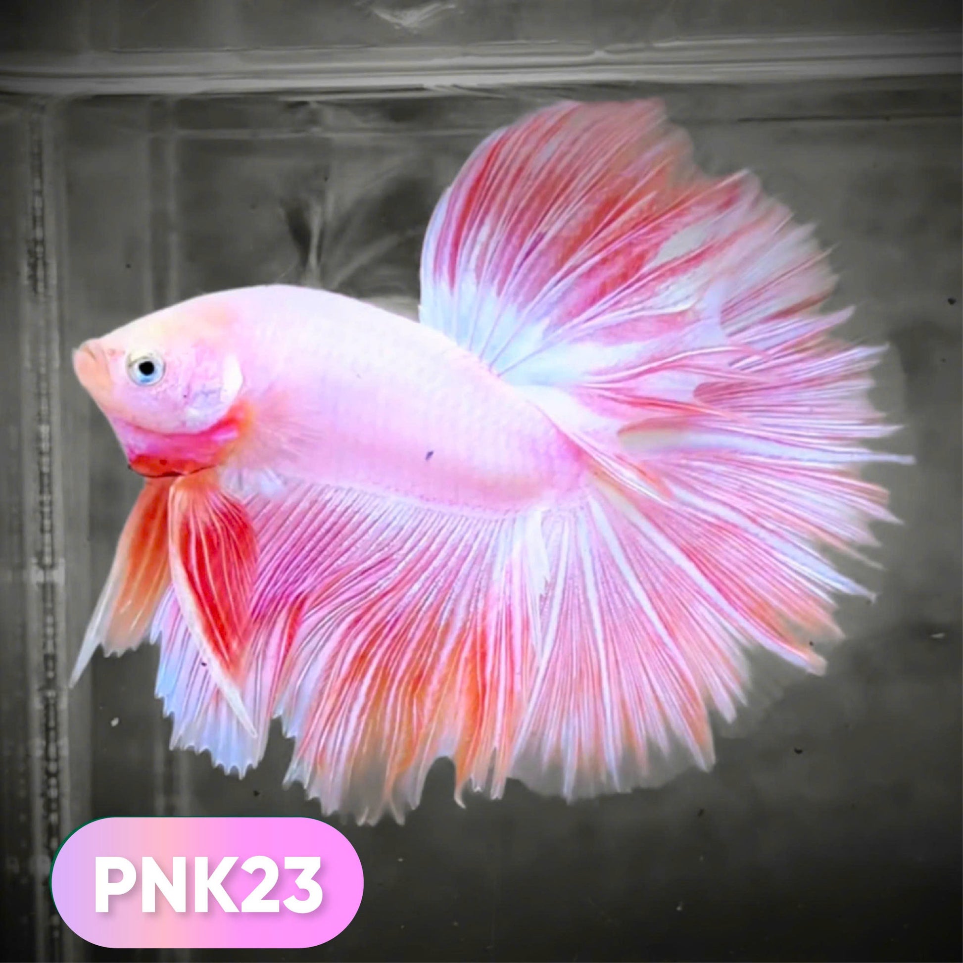 Pink Halfmoon Male Betta Fish