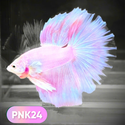 Pink Halfmoon Male Betta Fish