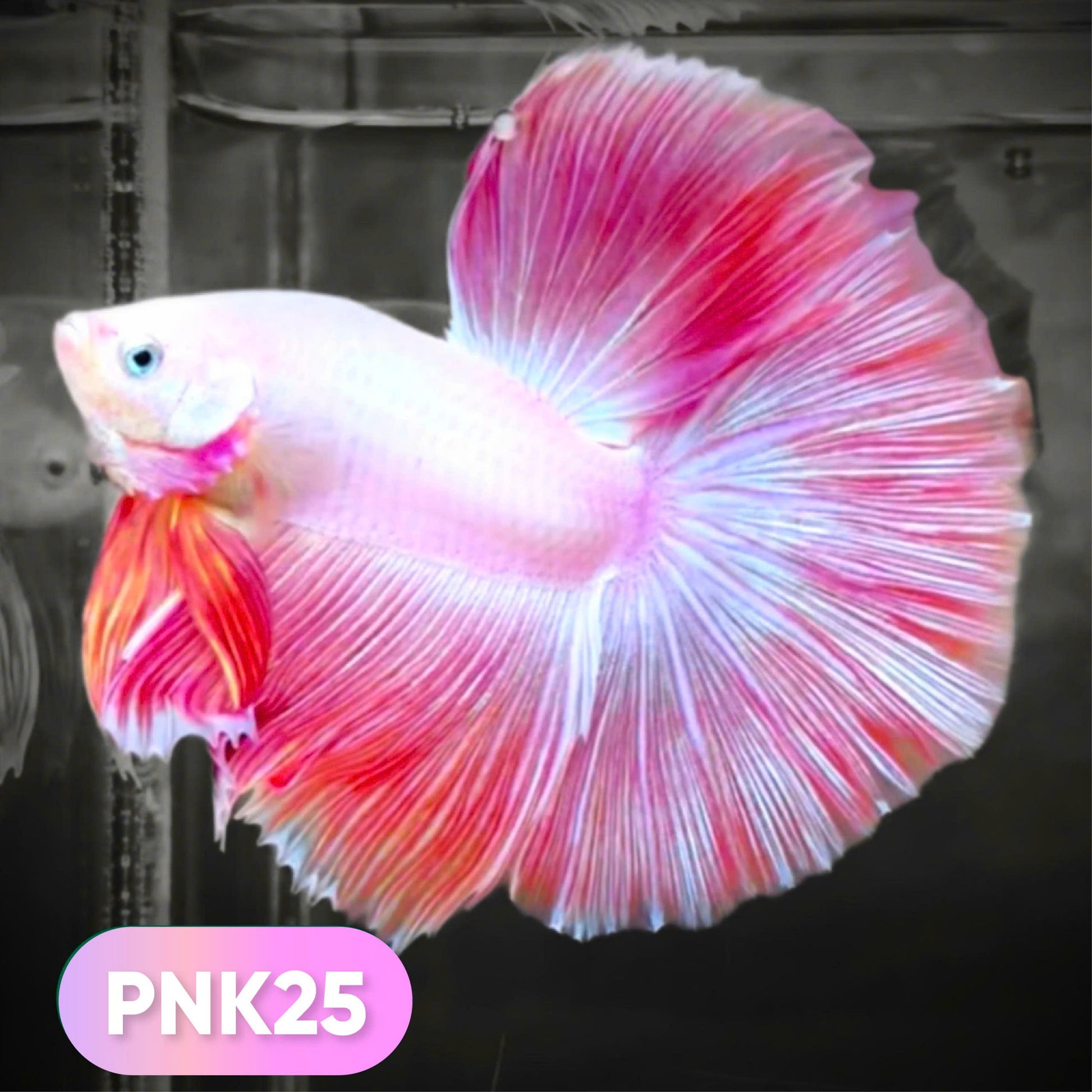 Pink Halfmoon Male Betta Fish