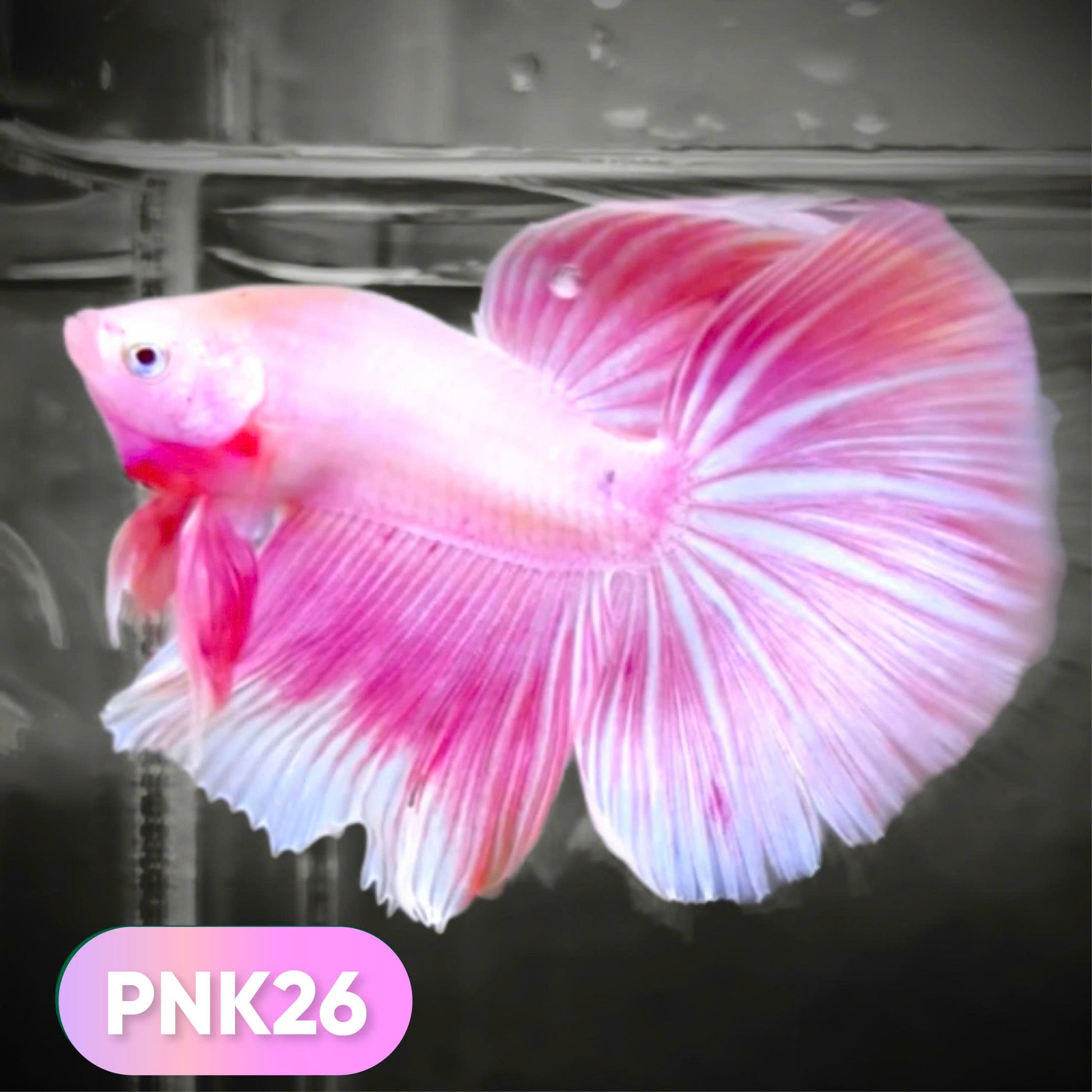 Pink Halfmoon Male Betta Fish