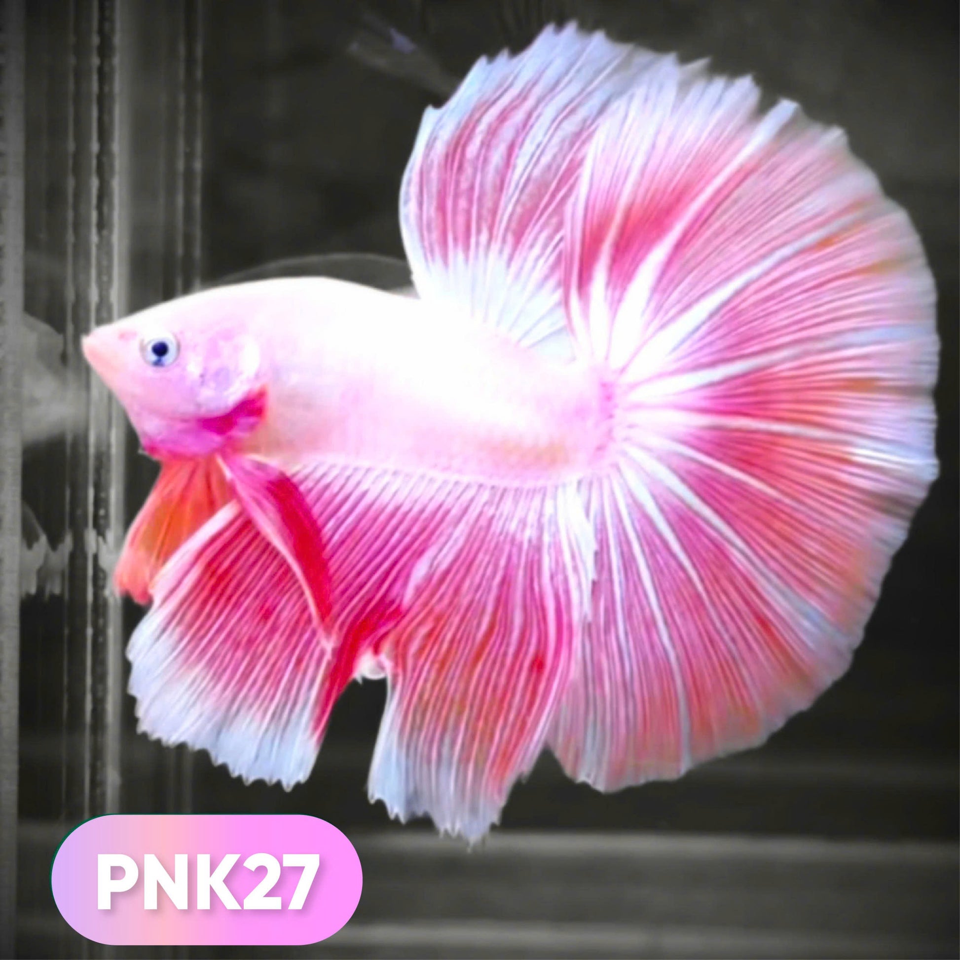 Pink Halfmoon Male Betta Fish