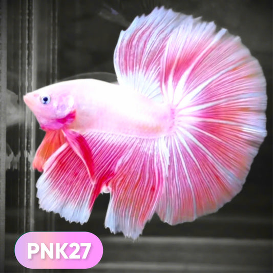 Pink Halfmoon Male Betta Fish