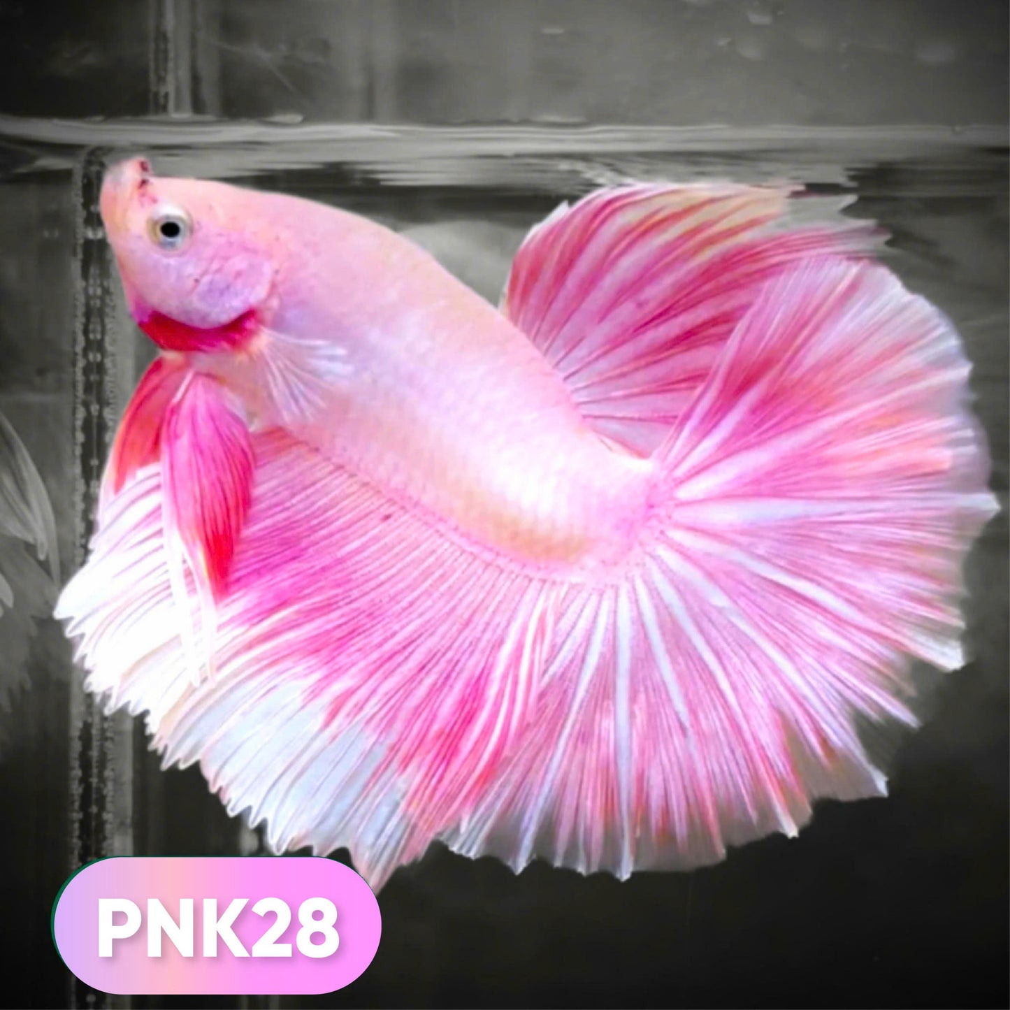 Pink Halfmoon Male Betta Fish