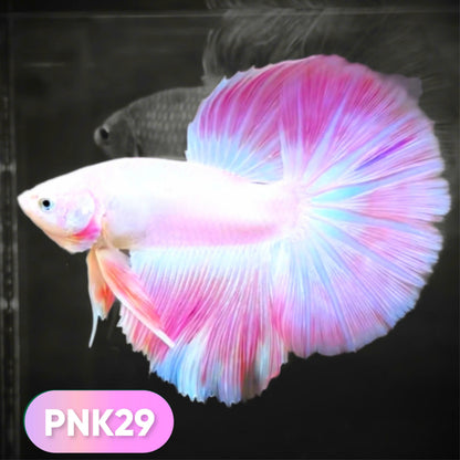 Pink Halfmoon Male Betta Fish