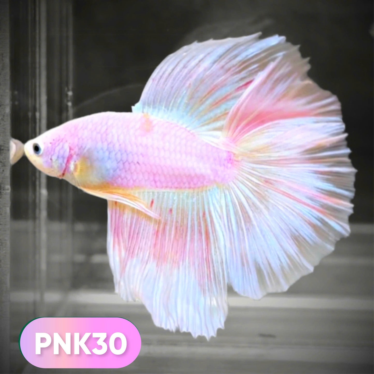 Pink Halfmoon Male Betta Fish