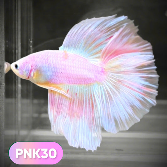 Pink Halfmoon Male Betta Fish