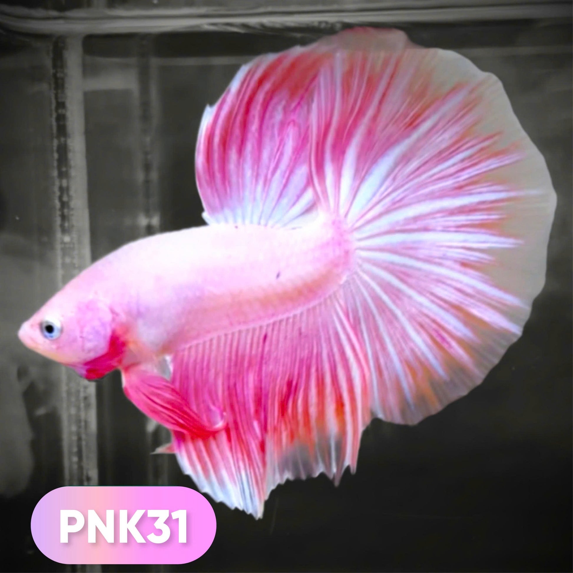Pink Halfmoon Male Betta Fish