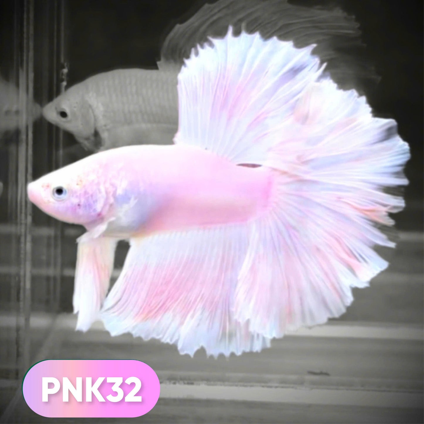 Pink Halfmoon Male Betta Fish