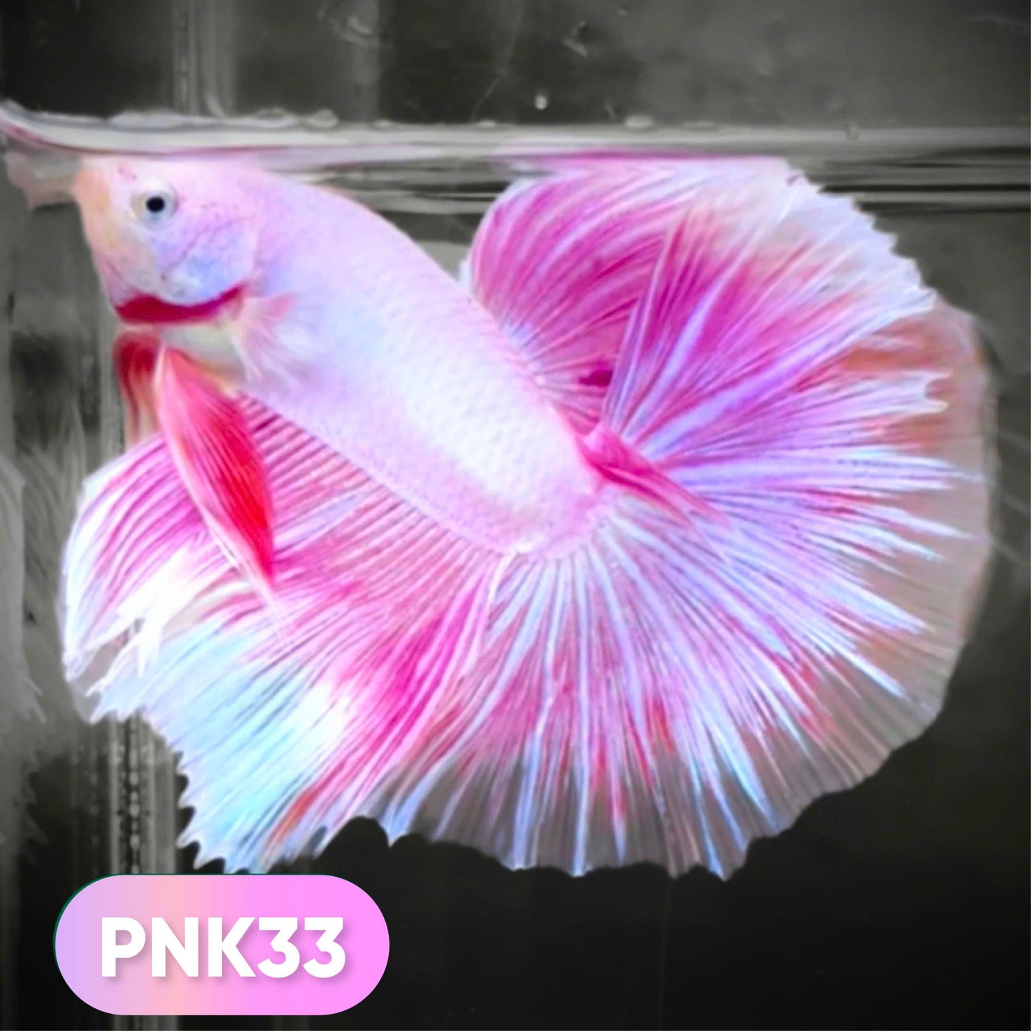 Pink Halfmoon Male Betta Fish