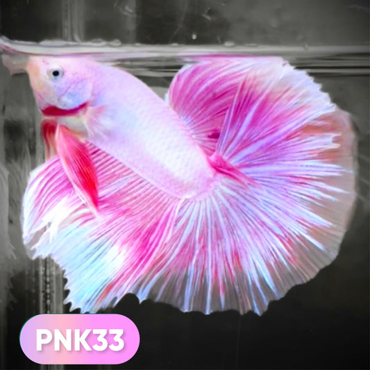 Pink Halfmoon Male Betta Fish