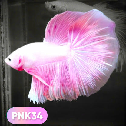 Pink Halfmoon Male Betta Fish