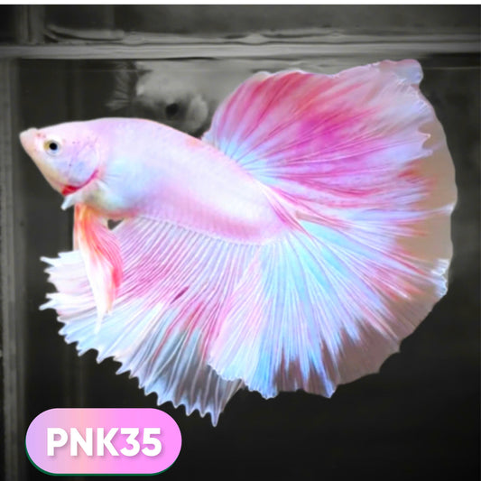 Pink Halfmoon Male Betta Fish
