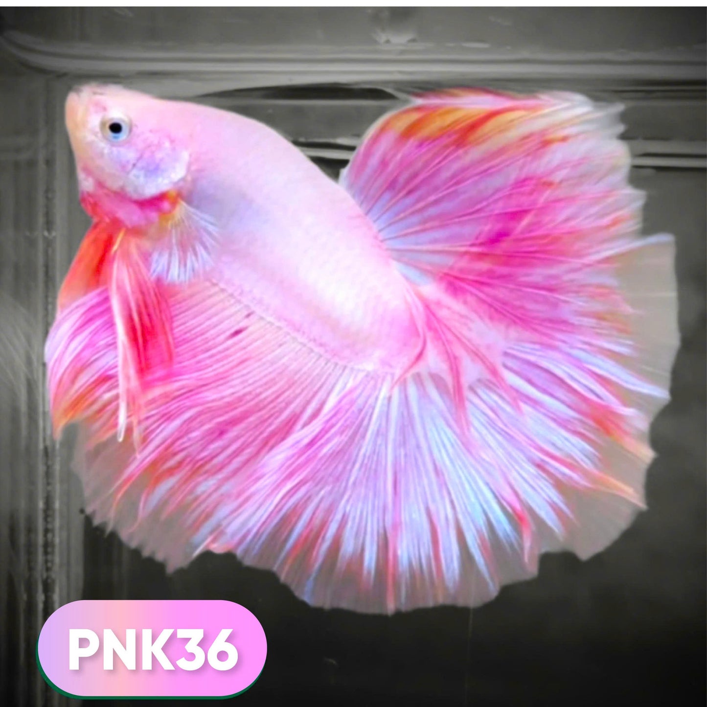 Pink Halfmoon Male Betta Fish