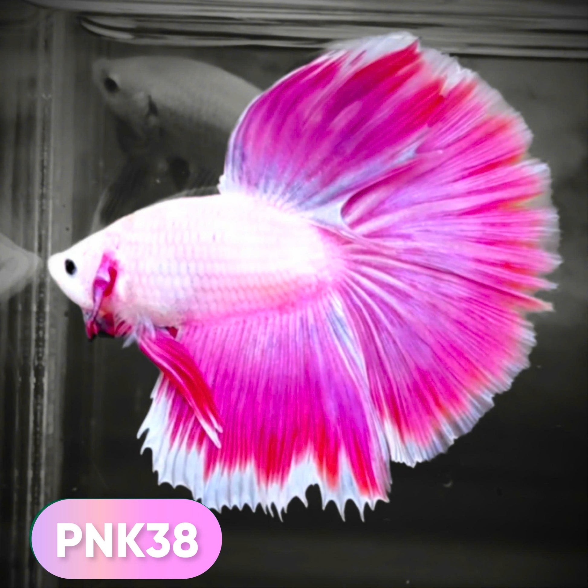 Pink Halfmoon Male Betta Fish