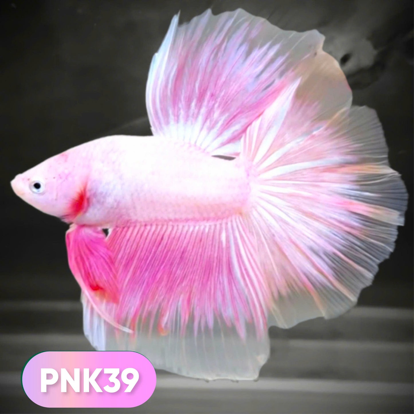 Pink Halfmoon Male Betta Fish