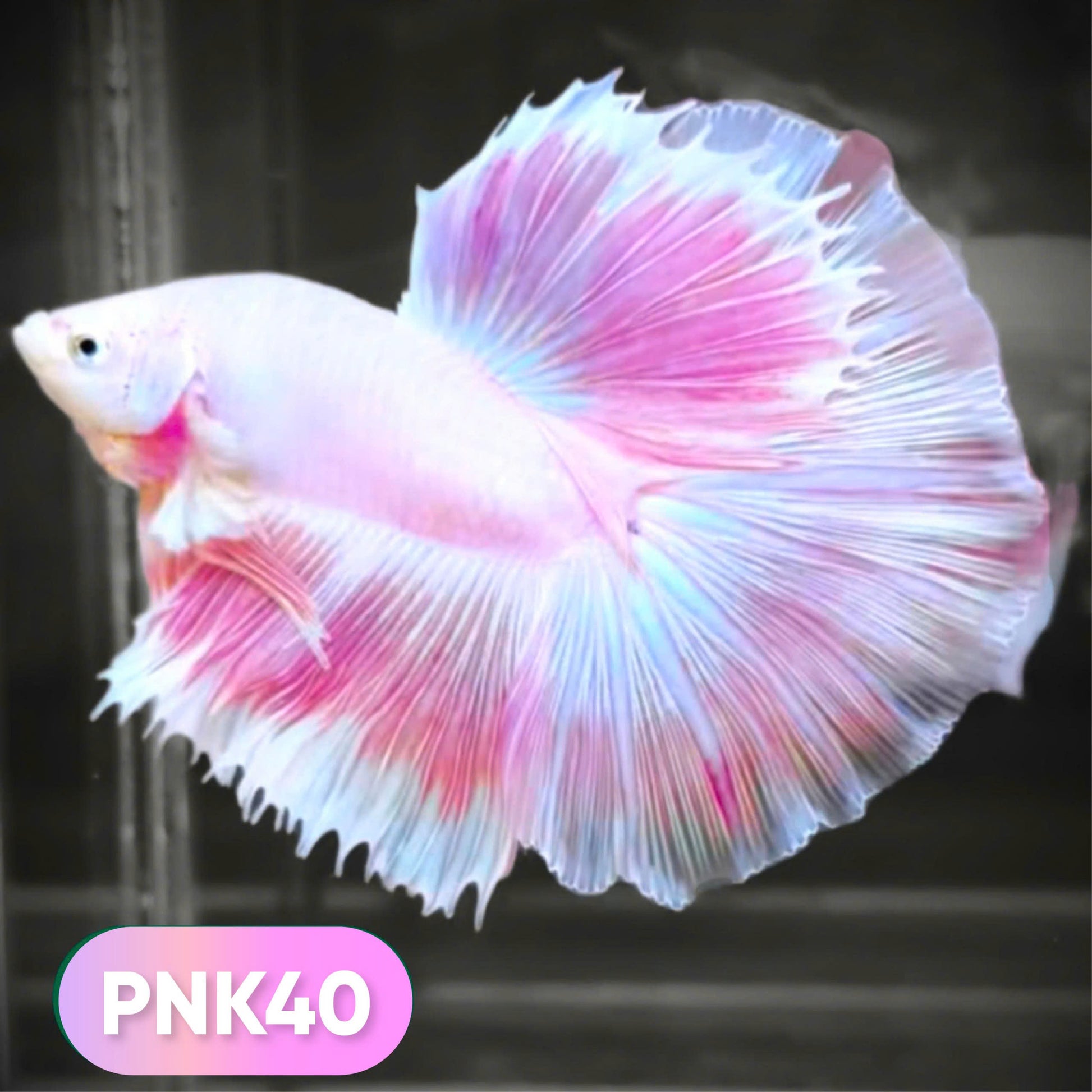 Pink Halfmoon Male Betta Fish