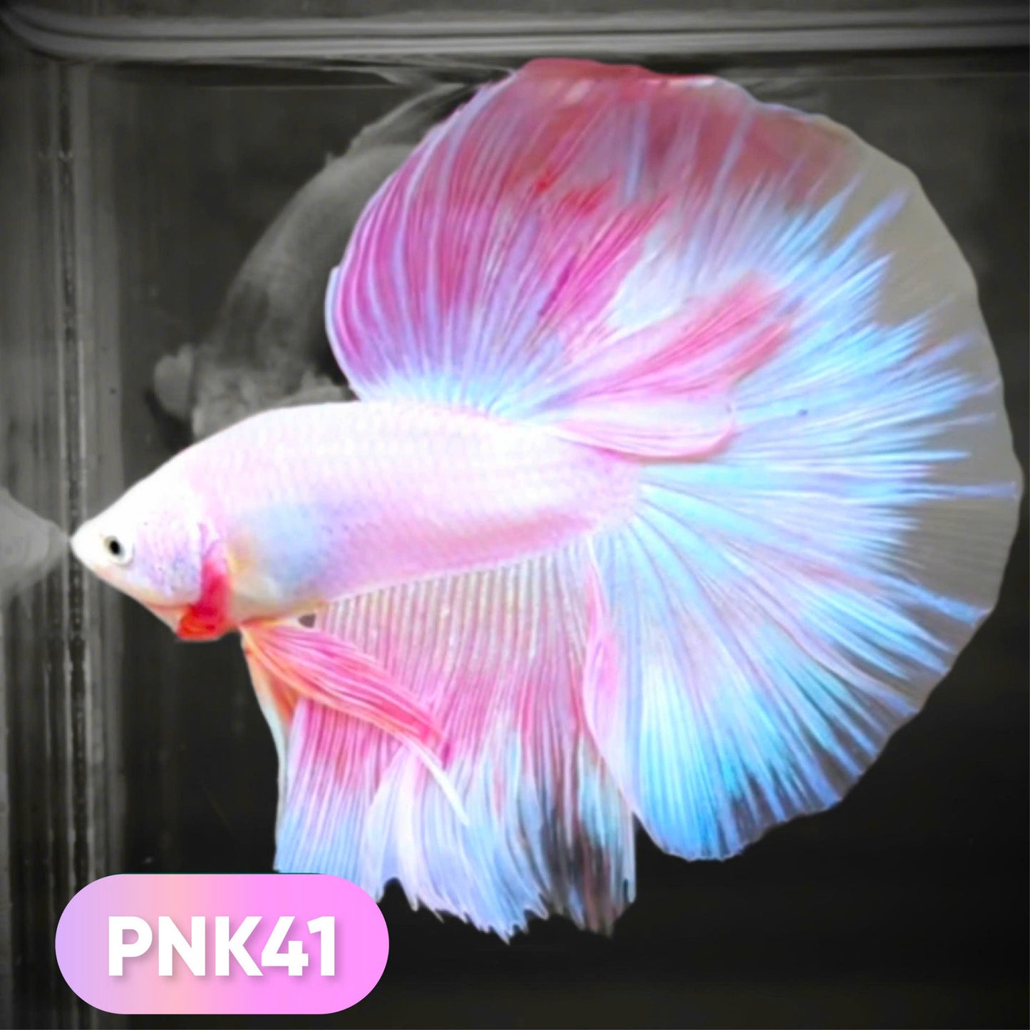 Pink Halfmoon Male Betta Fish