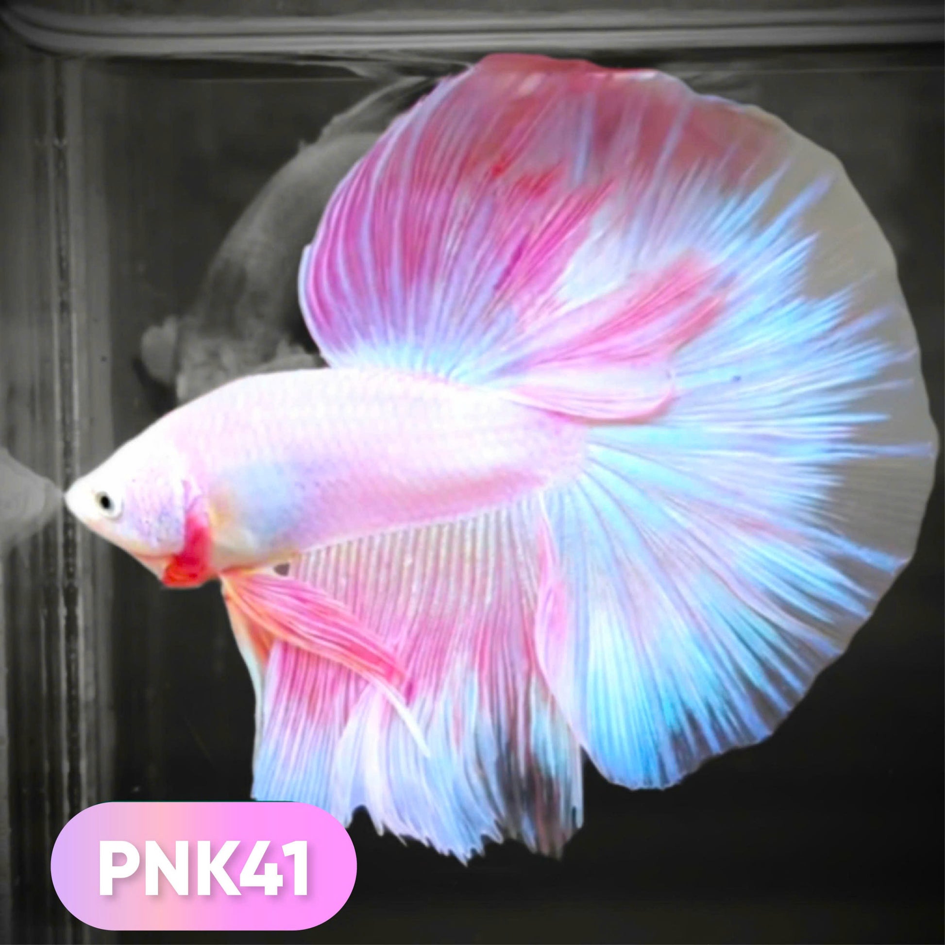 Pink Halfmoon Male Betta Fish