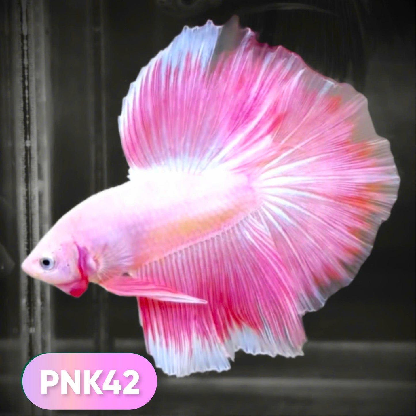 Pink Halfmoon Male Betta Fish