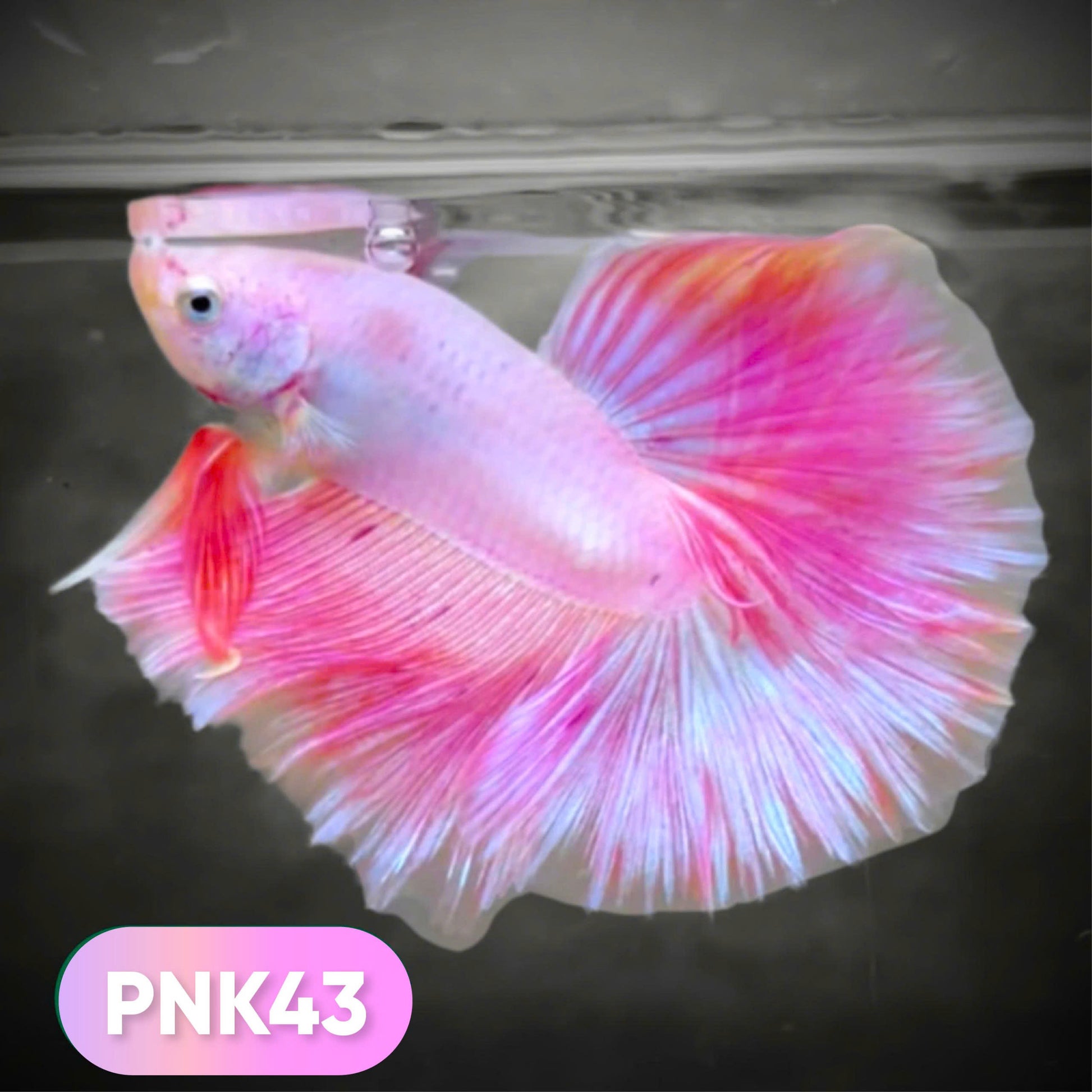 Pink Halfmoon Male Betta Fish